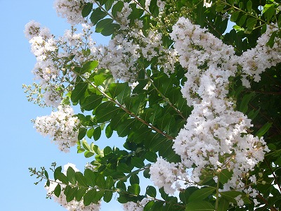 夏空に元気な　さるすべり　とお花達_a0123003_1622428.jpg