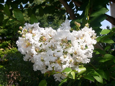 夏空に元気な　さるすべり　とお花達_a0123003_1623813.jpg