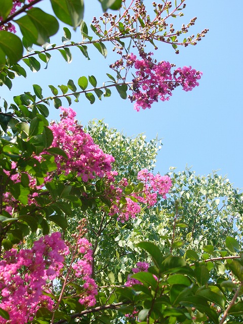 夏空に元気な　さるすべり　とお花達_a0123003_16254843.jpg