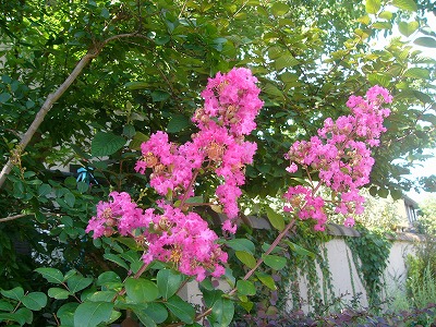 夏空に元気な　さるすべり　とお花達_a0123003_1625585.jpg