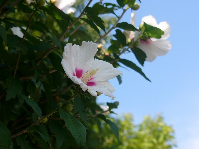 夏空に元気な　さるすべり　とお花達_a0123003_16351456.jpg