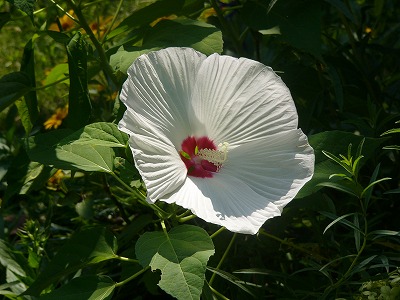 夏空に元気な　さるすべり　とお花達_a0123003_1640292.jpg