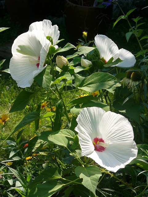 夏空に元気な　さるすべり　とお花達_a0123003_16404498.jpg