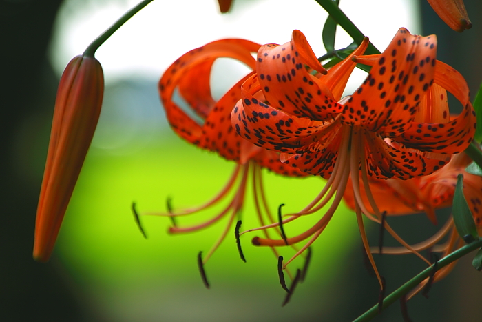 Lilium lancifolium_e0140108_204811.jpg