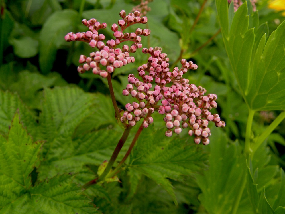c0078410_828980.jpg