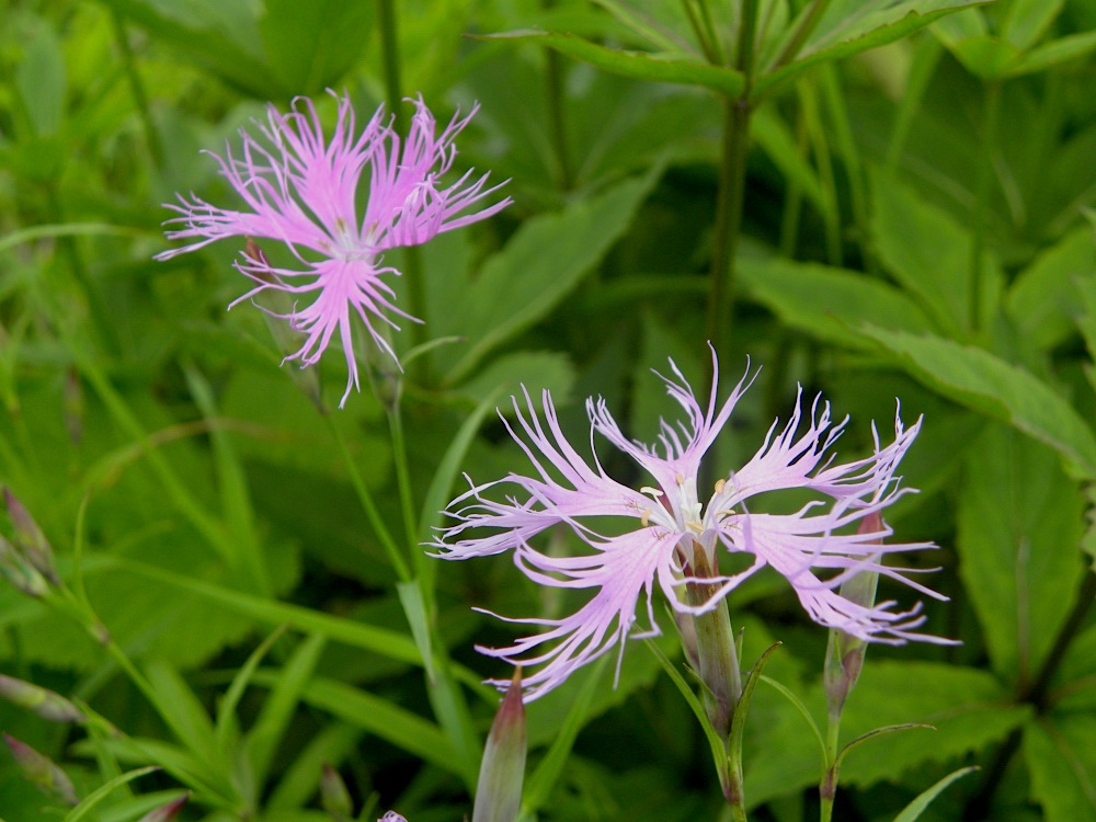 c0078410_8325619.jpg