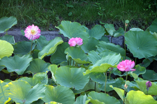 東寺　放生池のハス_e0048413_928148.jpg