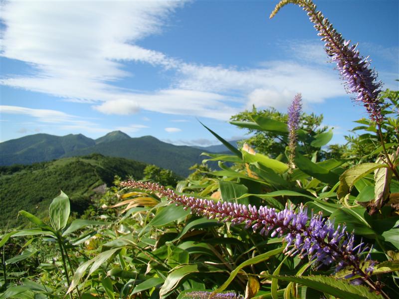 仙台神室は炎天のお山_a0127015_1856688.jpg