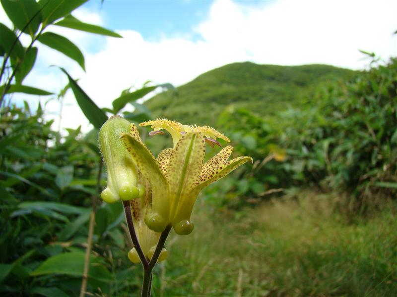 仙台神室は炎天のお山_a0127015_1914718.jpg