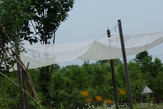 f0170524_925477.jpg