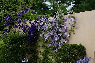 f0170524_9285142.jpg