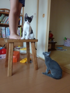 猫のお友だち 銀くんこちびちゃん編。_a0143140_19205844.jpg