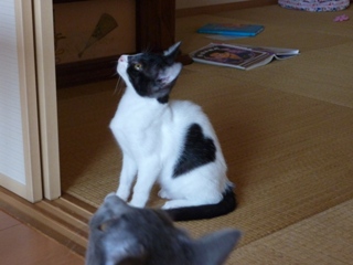 猫のお友だち 銀くんこちびちゃん編。_a0143140_19221349.jpg