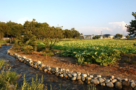 蓮の花と田園の夕景_c0002943_166644.jpg