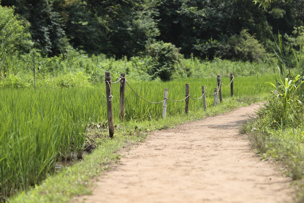 静かな田んぼ道③_a0132656_2156599.jpg