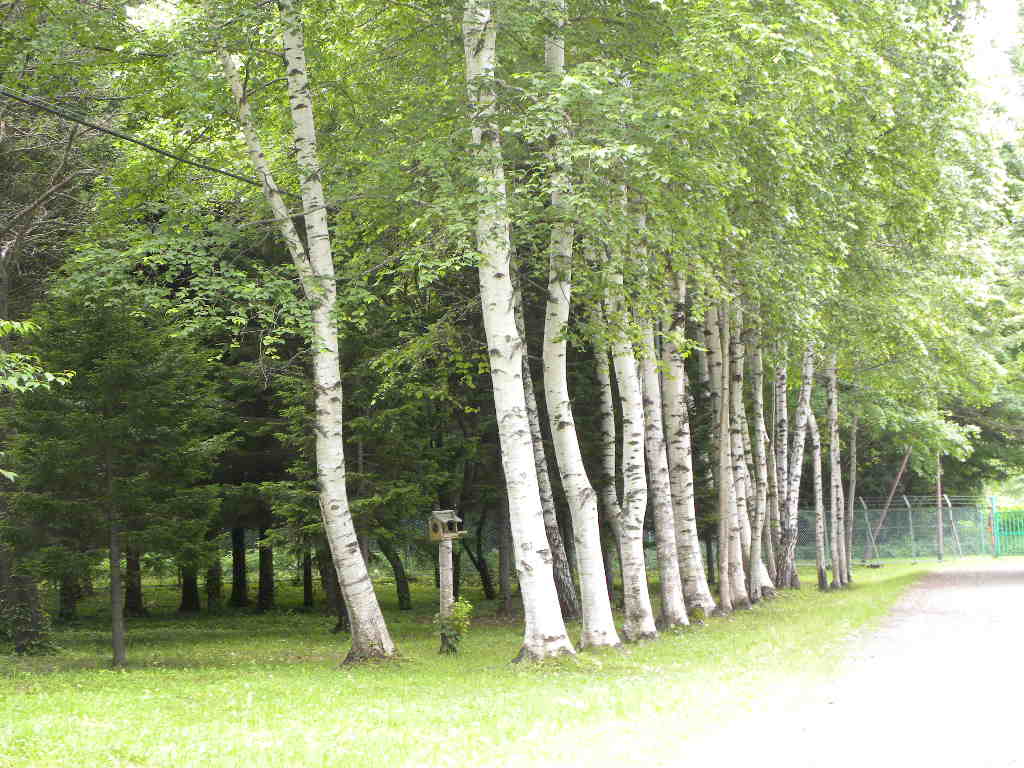 c0162773_1428962.jpg
