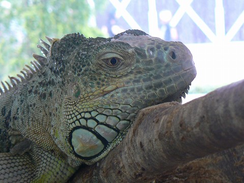 那須動物王国にて_d0010073_22454037.jpg