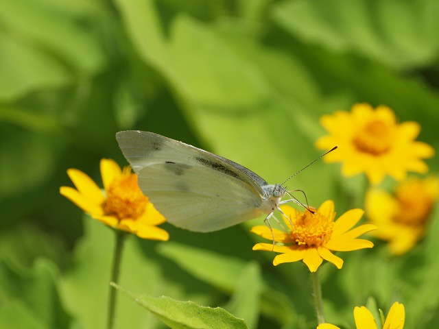 『山県市四国山の花達･････』_d0054276_19572193.jpg