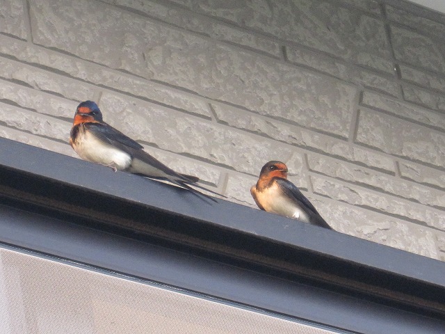 b0182884_1001340.jpg