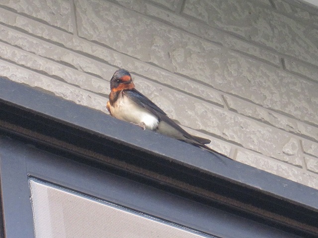 b0182884_1002180.jpg