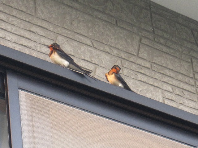 b0182884_100390.jpg