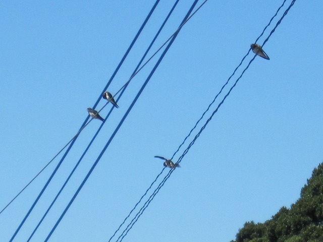 b0182884_1011283.jpg