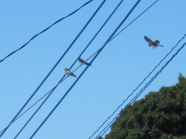 b0182884_101557.jpg