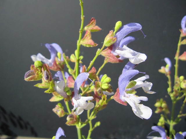 b0182884_1151520.jpg