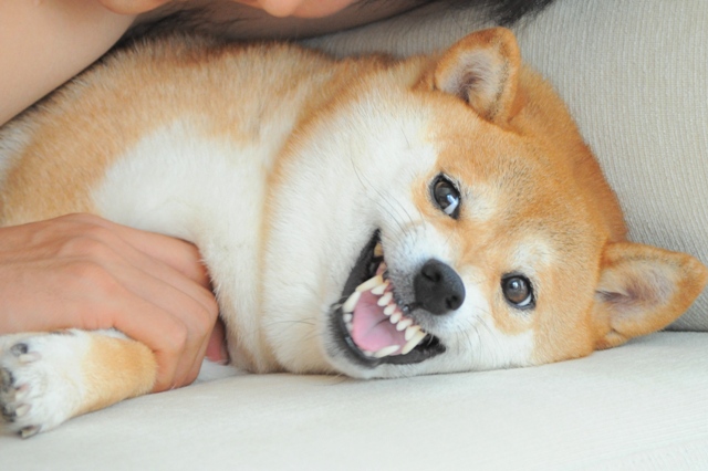 かぼちゃんだって、怒るんだからね!_a0126590_831415.jpg