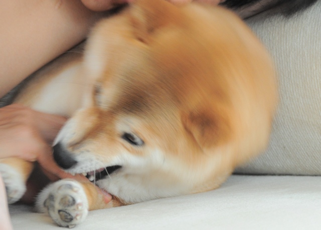 かぼちゃんだって、怒るんだからね!_a0126590_831513.jpg