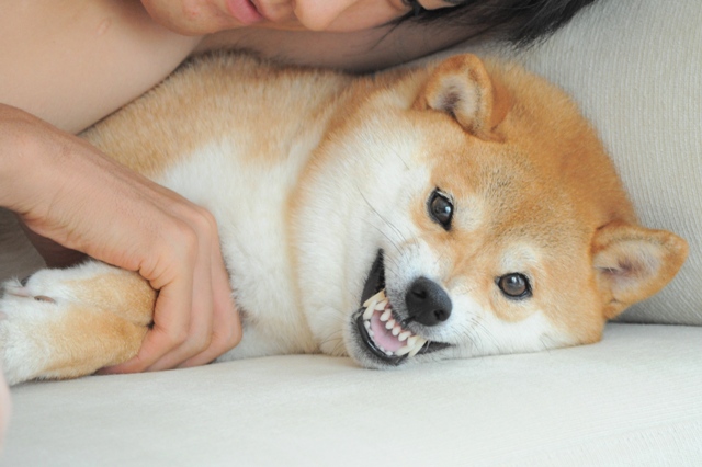 かぼちゃんだって、怒るんだからね!_a0126590_8322045.jpg