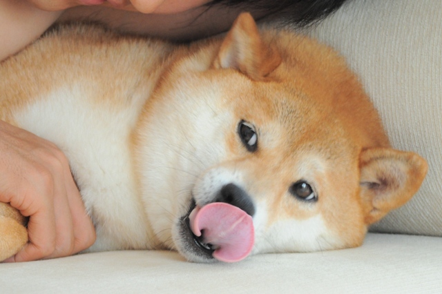 かぼちゃんだって、怒るんだからね!_a0126590_8323563.jpg