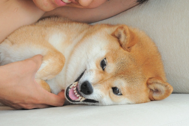 かぼちゃんだって、怒るんだからね!_a0126590_8325049.jpg