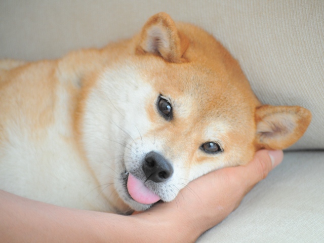 かぼちゃんだって、怒るんだからね!_a0126590_8355781.jpg