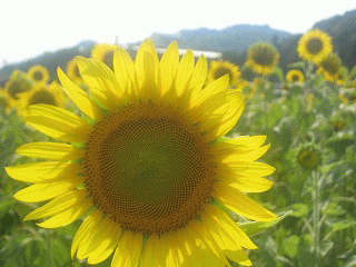 c0078592_027338.gif