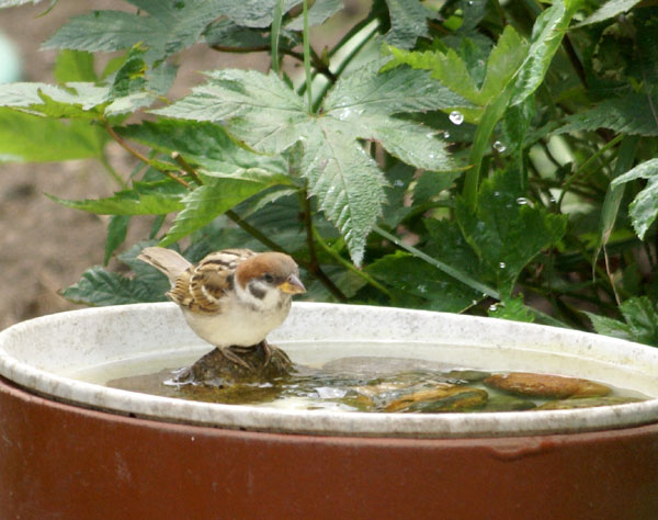 カワラヒワと向日葵とスズメの子_a0136293_14393924.jpg