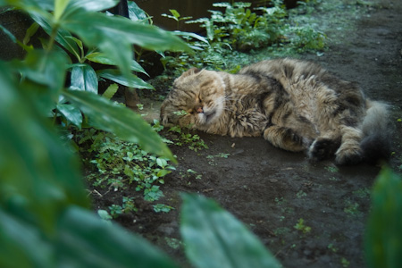 流浪の猫_f0239100_21585539.jpg