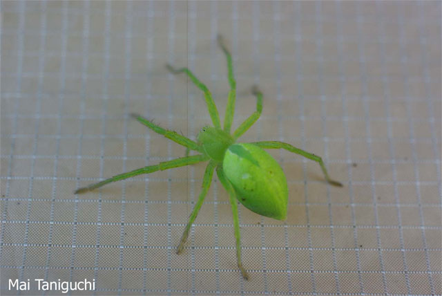綺麗な緑色のクモ 昆虫ブログ むし探検広場