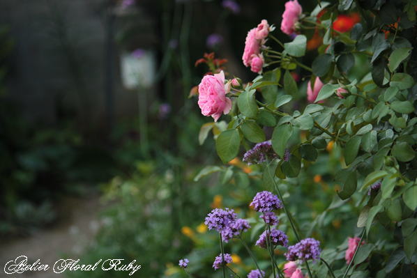 夏の花とレオナルド･ダ･ヴィンチの二番花_d0001008_100511.jpg