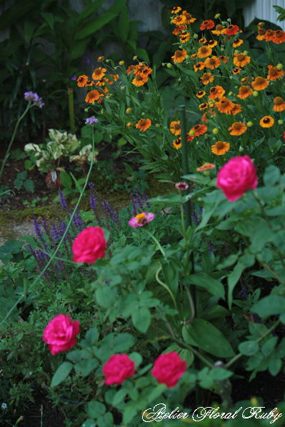 夏の花とレオナルド･ダ･ヴィンチの二番花_d0001008_9582519.jpg