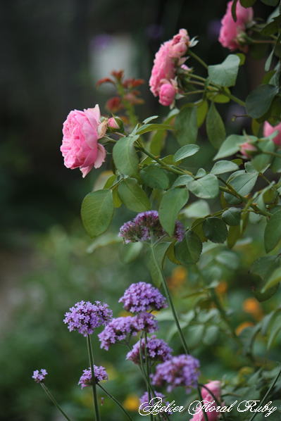 夏の花とレオナルド･ダ･ヴィンチの二番花_d0001008_9593399.jpg