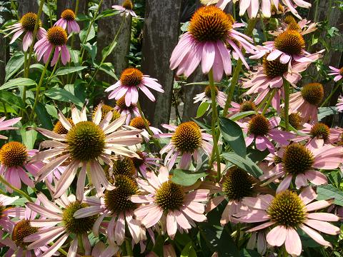 b0112909_10718.jpg