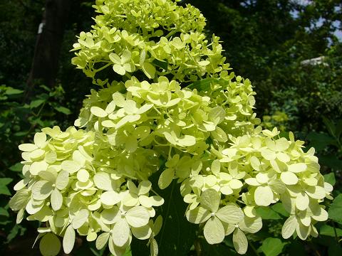 b0112909_9334627.jpg
