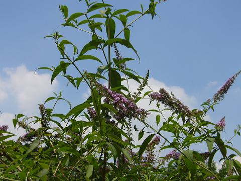 b0112909_958226.jpg