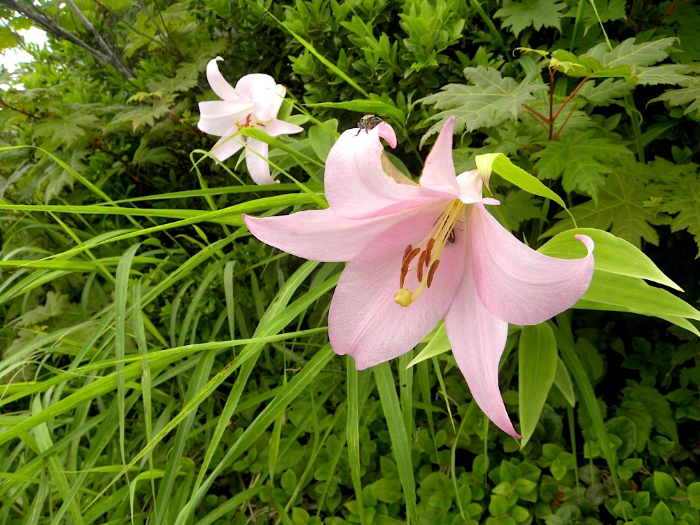 c0078410_811511.jpg