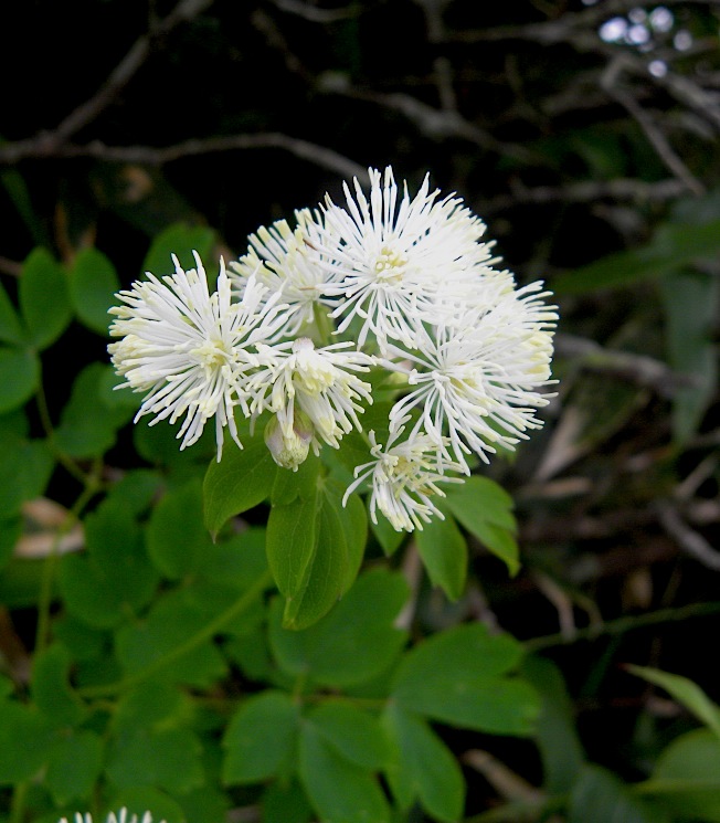 c0078410_8134416.jpg