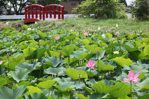 蓮の花の季節_c0200810_2225958.jpg