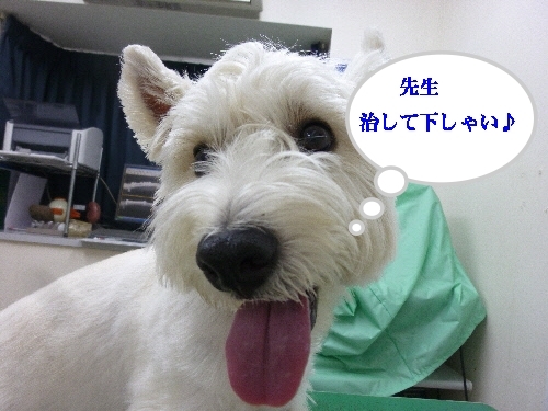 a0161111_19242240.jpg