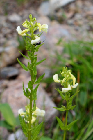 d0077811_22433671.jpg