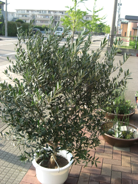 ミス オリーブさま入荷 おかやんの花日記 ミス オリーブさま入荷 おかやんの花日記